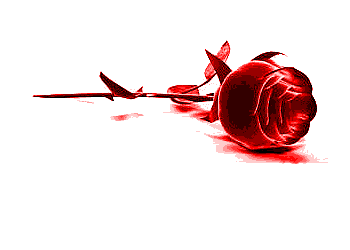 Foto rote Rose